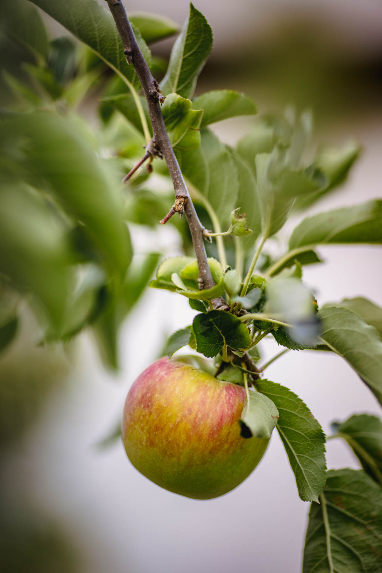 Red Apple Fruit On Green Leaves